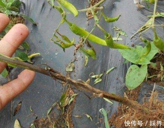 能治脚气能治冻疮,农村人把它当柴烧,殊不知价值珍贵