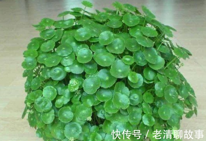 “4种花”超喜欢水,浇水越多长得越快,1个月就能长“爆盆”!