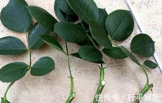 阳台养这1种花卉,一年四季都很勤劳地开花,和“玫瑰”一样美丽