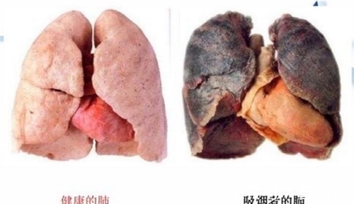 实验室|为证明抽烟无害，英国公司让狗每天抽100支烟，结果只换来6个字