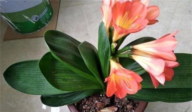 君子兰不开花,原来是“这”惹的祸!赶紧纠正,很快就有花可赏!