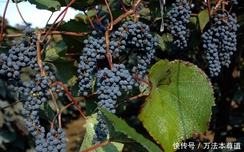 长白山|长白山上的一种野果,具有美容养颜、增进食欲、滋补营养软化血管