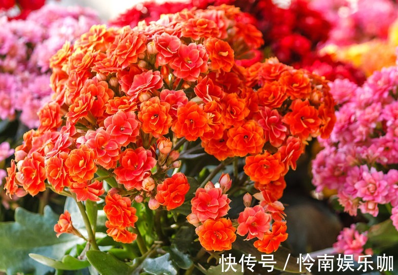 花期长，花色美，养护好，价值高，你了解过吗