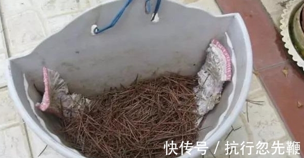 4个养花好介质,便宜又实用,盆栽什么植物都能用