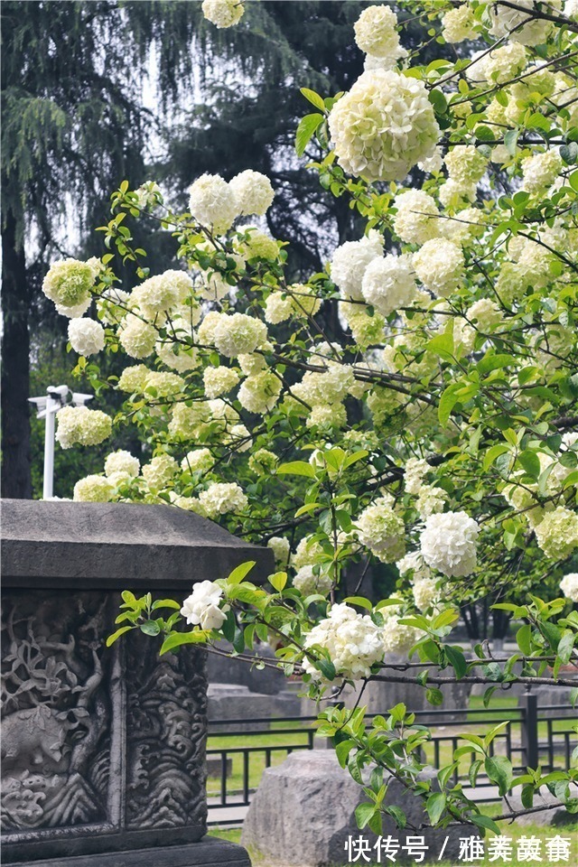 绣球花|走进六百年午朝门，奔赴一场绣球花的盛宴