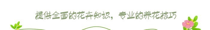 薄荷|家里气味难闻,养3种绿植错不了,家里一整天都香喷喷