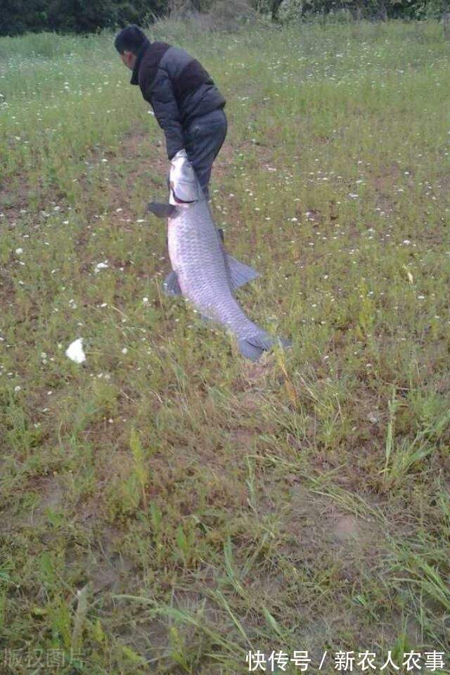 广东一男子野钓用螺蛳打窝,钓获180斤的“青鱼王”,用锄头刮鳞