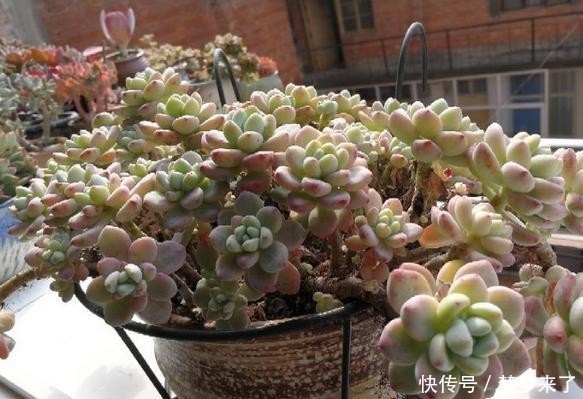 尔多|寒冷的冬季,养劳尔多肉,4点做好,劳尔一样红润饱满,且香味浓