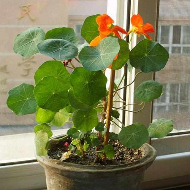 有种花比吊兰好养,叶片比荷叶好看,冬季也开花