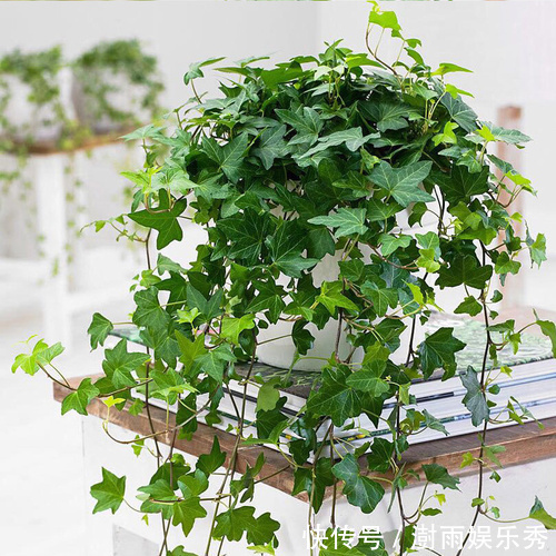 13种“阴冷花”，客厅没光照，长得更旺，越晒越难看