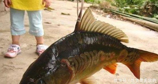 鲤鱼饵不要买,自己在家就能做,1分钟能学会,让你钓1次忘不掉