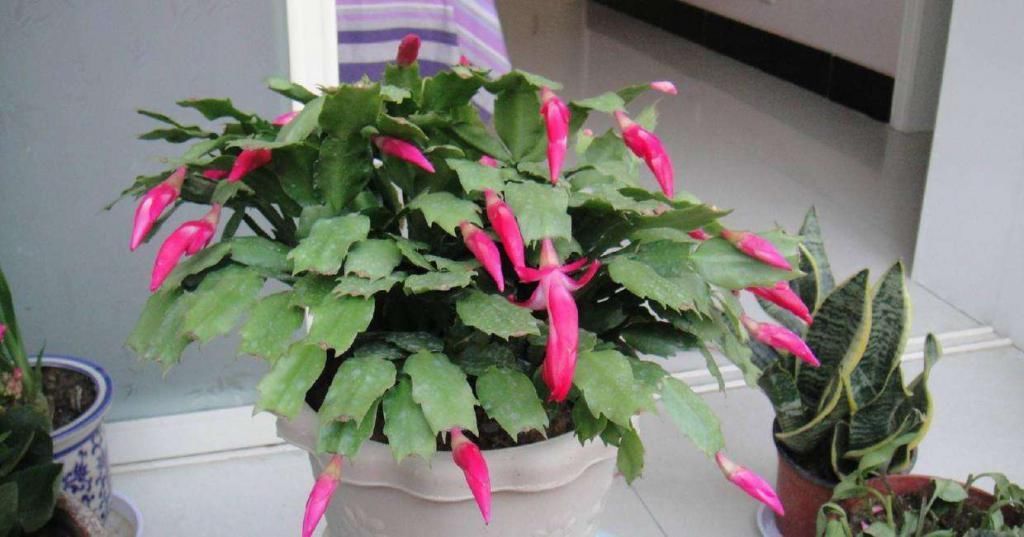 冬天蟹爪兰的盆里埋点它,猛冒嫩芽,花开不断!