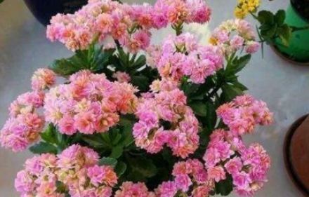 想要家里花不断,就养“2种花”,冷天也能开满头,漂亮又好养!