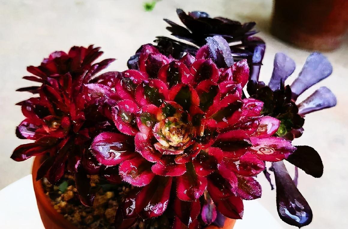 花盆|多肉总烂根,注意这三个小细节,催新芽冒白根,养成小老桩