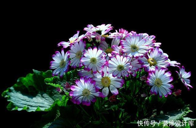 旧土|换盆的旧土都扔了,不学这招你亏大了