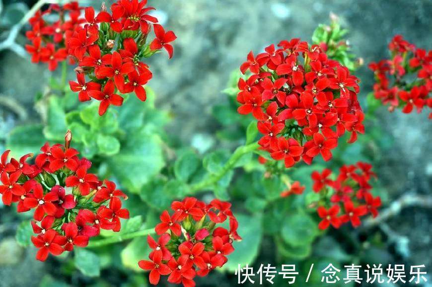 花色|丹麦盆栽花卉之冠圣诞伽蓝菜长寿花色丰富，理想的室内花卉