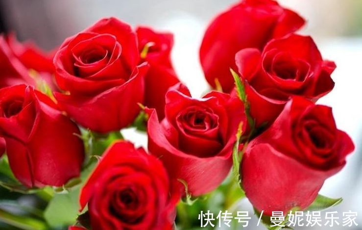 精品|喜欢玫瑰,就养盆“玫瑰精品”卡罗拉,雍容华贵,寓意炽热的爱情