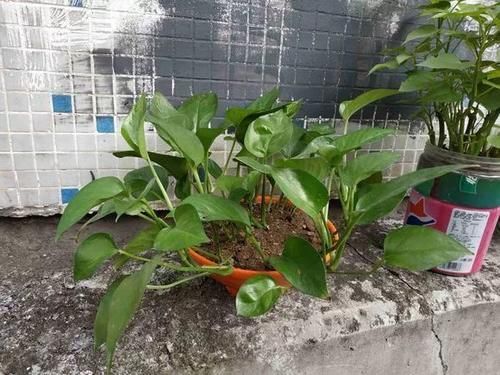 内脏|冬天养花埋点它,开春就疯长,1年不施肥一样绿油油!