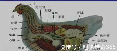 饲料|为什么“鸡不吃黄豆”你知道原因吗