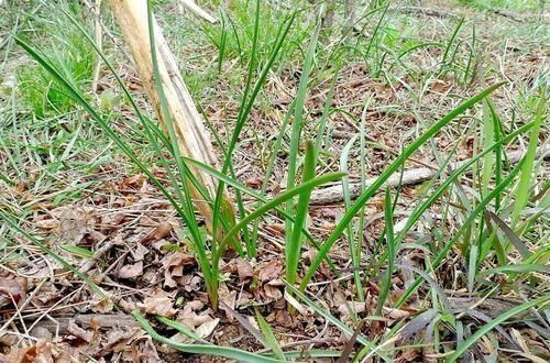 农民朋友|农村一种埋土里的野果，过去2毛一碗抢着吃，如今却要50元一斤