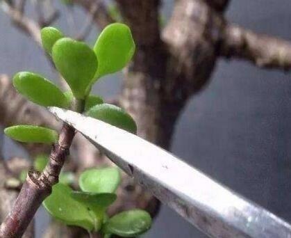 养“马齿苋树”，用点“它”，叶绿如玉，枝粗壮，1年就能成老桩！