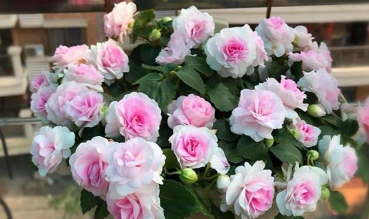 最受欢迎的3种花，开起花来拦不住，花朵鲜艳漂亮，最适合夏天养