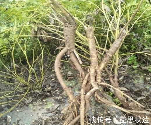 补气|乡下一种珍贵草,人称“黄人参”,地下根茎是宝贝,看到别忽视