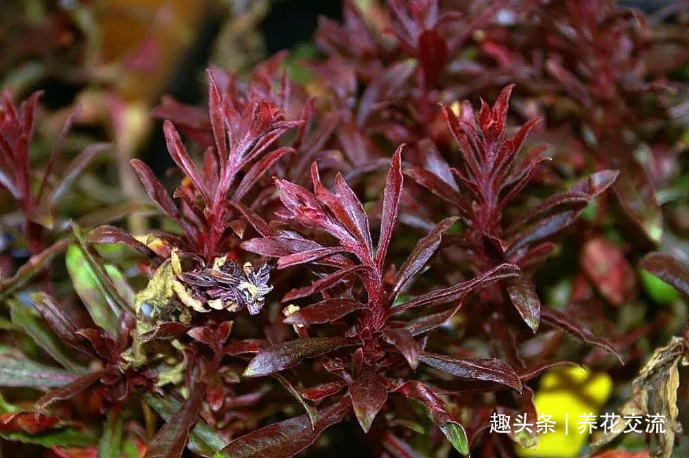 耐寒|13种耐寒的盆栽花卉,零下20多度可存活,大部分南方也能种