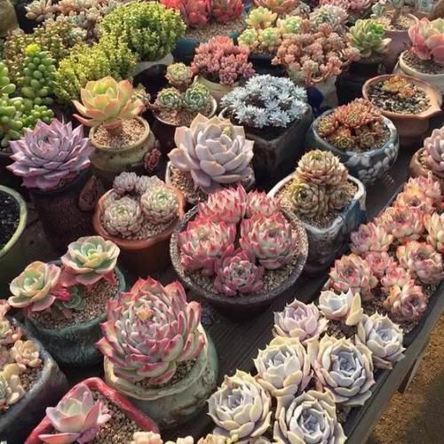 阳台养多肉，浇水“姿势”很重要，3个不小心，多肉坏一半