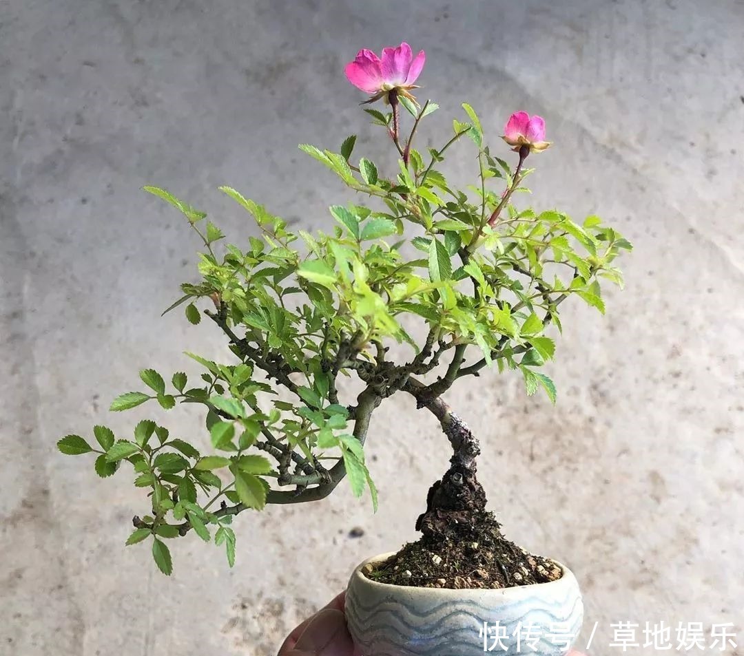 迷你的盆景艺术,小树开花