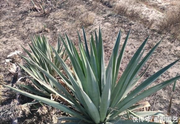 这种龙舌兰，城里卖30块一棵，山上到处是，很适合园艺造景