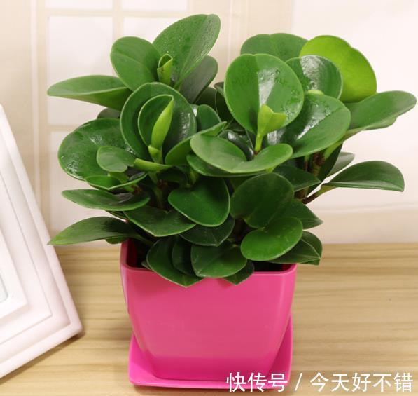 3种绿植不怕冷,冬天叶片照样油绿有光泽,寓意美好值得拥有