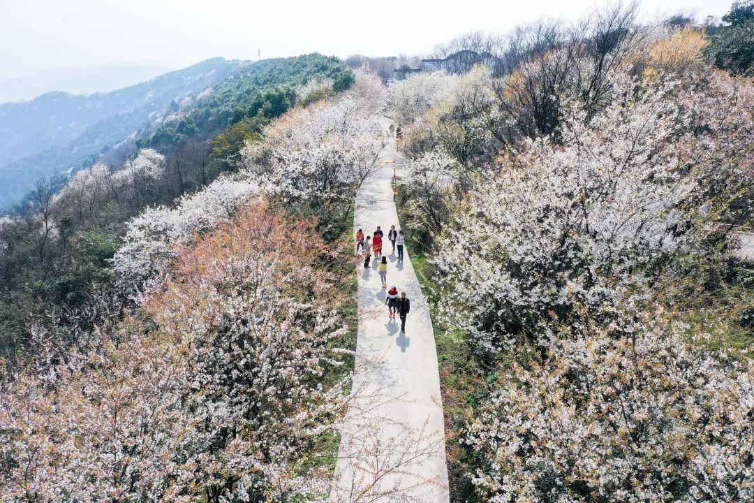 老年|云龟山万亩野樱花怒放，简直美到犯规！