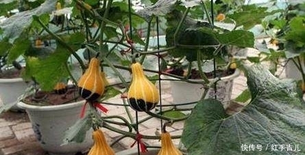 阳台|1棵南瓜，盆栽到阳台，南瓜菜一家人都吃不完