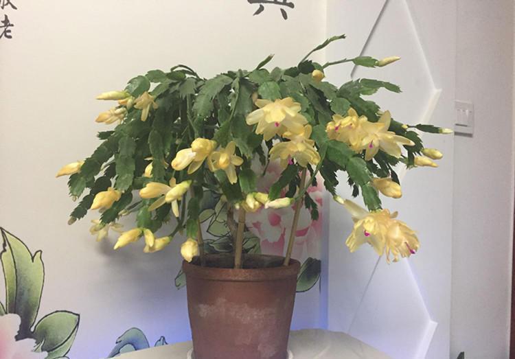 养蟹爪兰,一看一控,营养高,开花妙