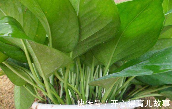 不花钱，绿萝咱们也可以扦插，随手就能养好几盆绿油油的绿萝盆栽