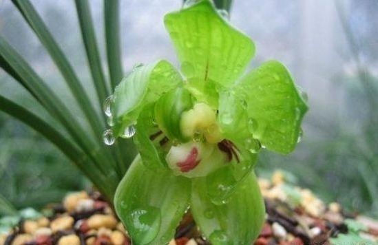 如何让兰花根壮做好这3点养护,兰花根壮叶茂花香浓郁!