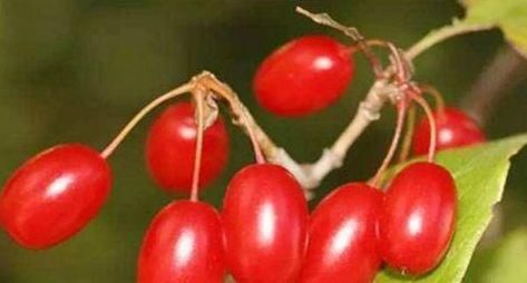 山茱萸|最适合秋天吃的三种食物,营养丰富、延缓衰老,早吃早好!