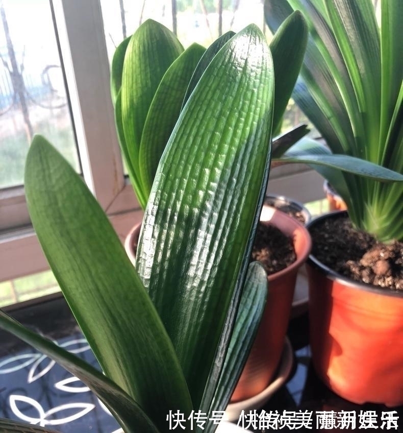 君子兰不长新叶多是这些因素导致这样养,让君子兰快速生长
