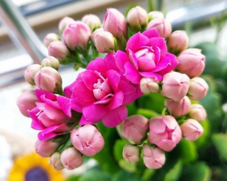 几种花,开花漂亮又好养,越旺开花越多,花开满盆