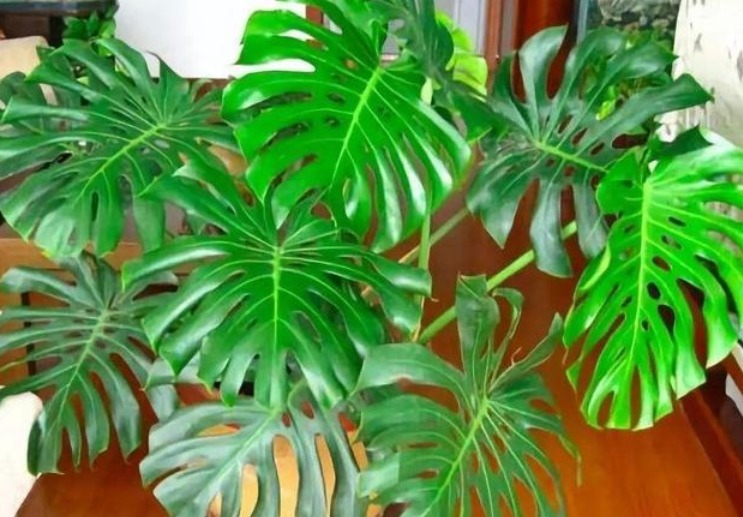 tvoc|“5种花”一定要养,人养花,花也养人,越养家里越清新、添福气