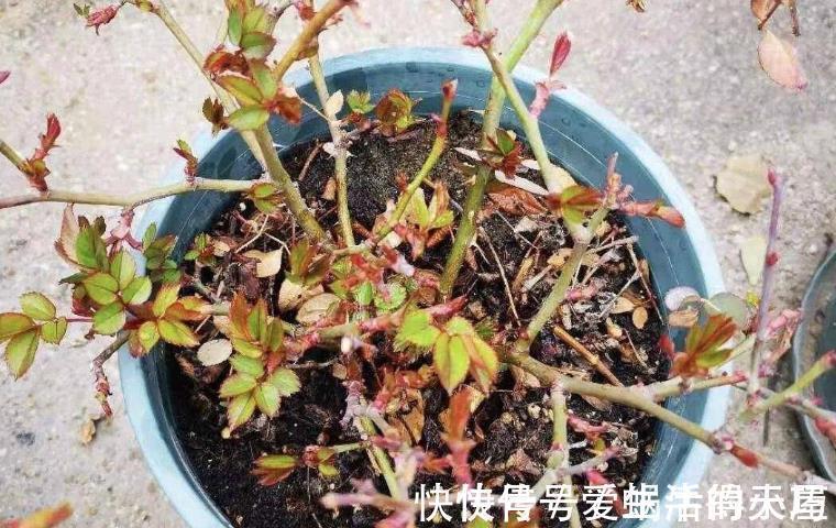 蚧壳虫|养月季,不用怕蚧壳虫、红蜘蛛、蚜虫,这么一处理问题全解决了