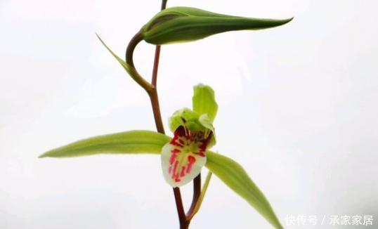 兰科植物|好的寒兰,叶是怎样的?花是怎样的?整体形态又是怎样的