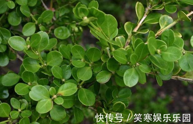 富人喜欢养的4种花,旺人又聚财,寓意美好收获幸福