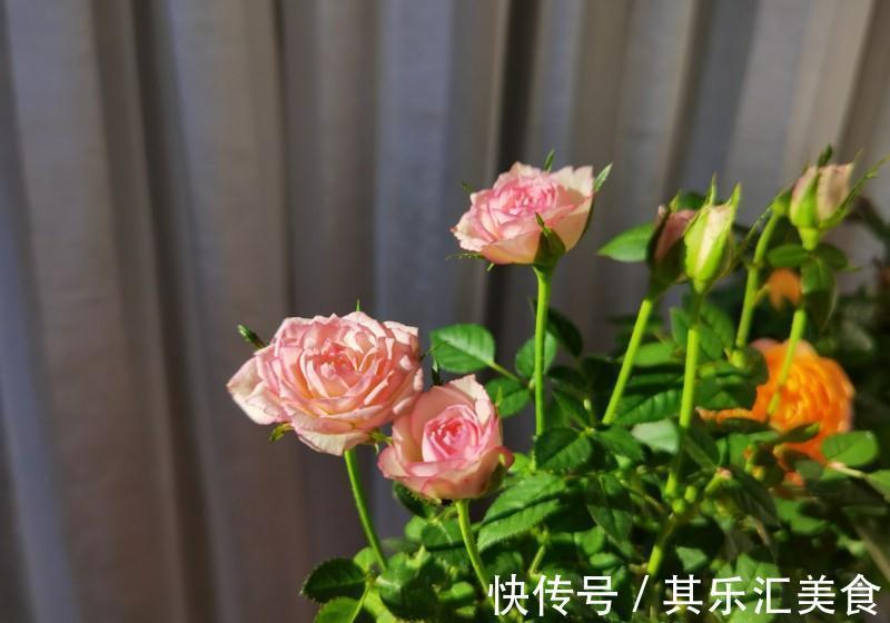 一朵花|养花试试这几款，四季开花频繁，也有怡人的花香