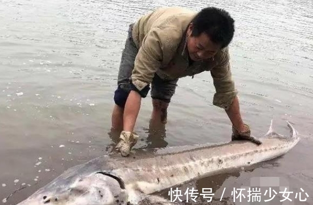 大鱼|长江鲟再一次出现,人们却不认识了,是谁造就了这样的悲哀?