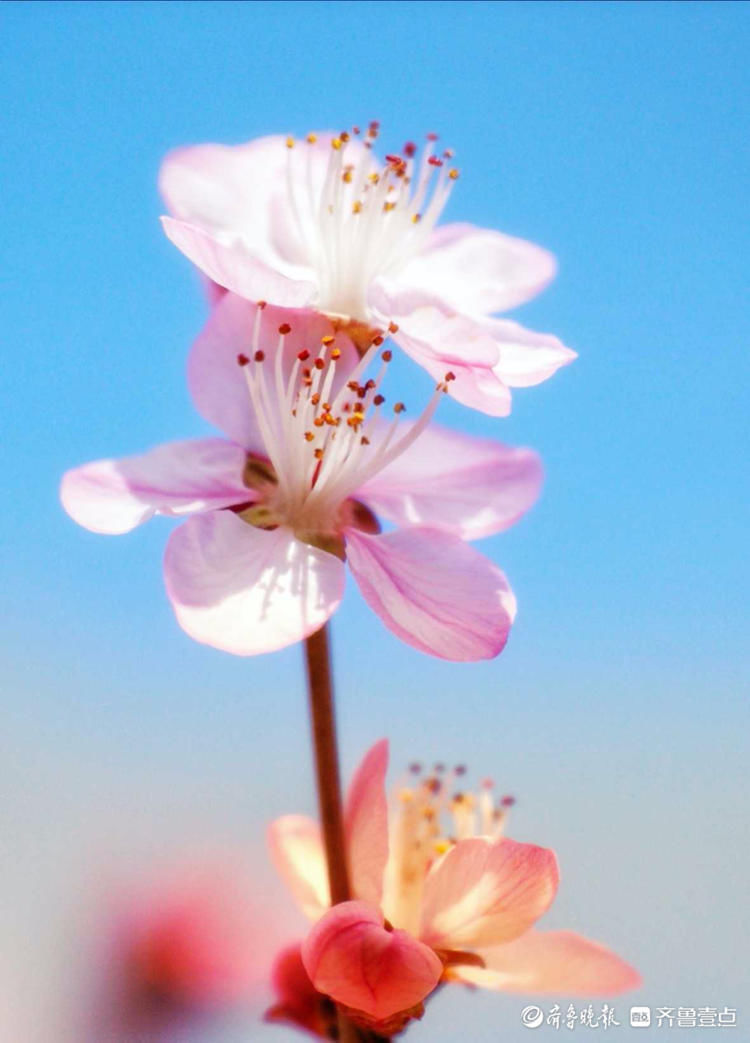 花意争春！济南千佛山公园的梅花，暗香袭来|就地过年?春在身边| 花意争春！济南千佛山公园的梅花，暗香袭来\＂,\＂i10\＂:\＂就地过年?春在身边