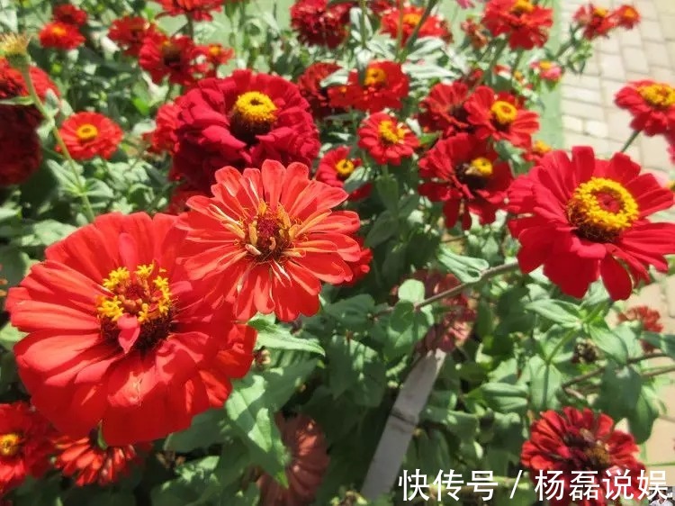 塑料瓶剪一半埋盆里,烂果皮菜叶随便扔,零臭味还不烧根!