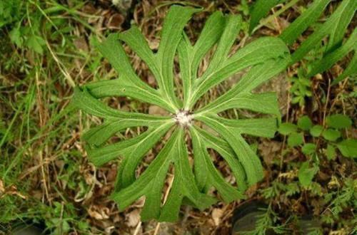 农村长得像“破雨伞”的一种草,祛风除湿,关节炎跑的比兔子还快