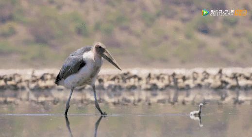 9.8分超惊艳，这神作终于不用找资源，我一口气看完5集